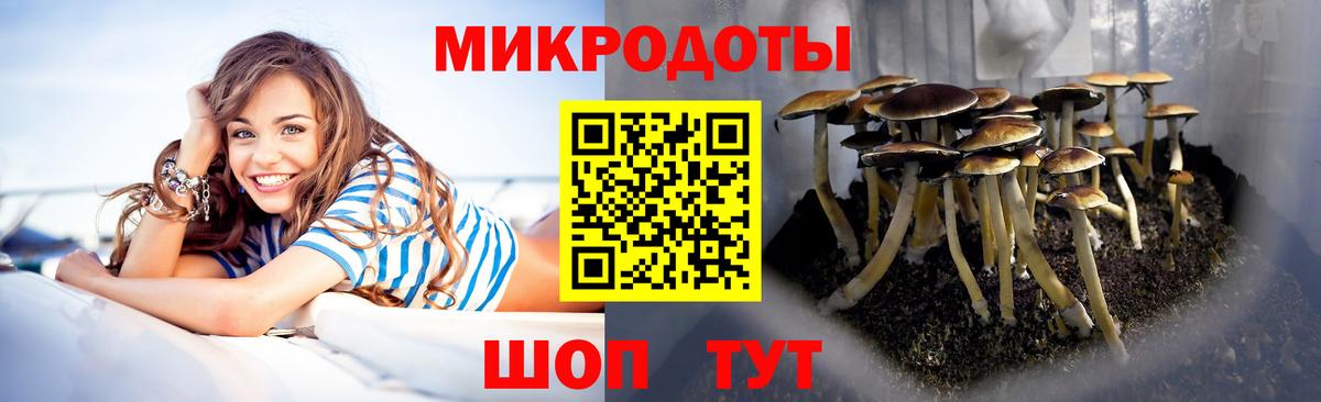 Псилоцибиновые грибы Psilocybe Касимов